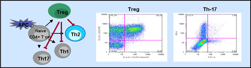 T-cell differentation T-cell differentation